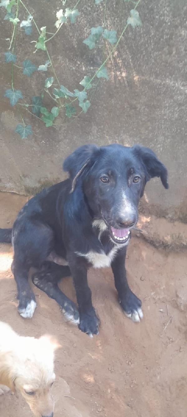 🌟🌟“Dolce, giovane e compatibile con tutti: Zeus cerca casa!” Foto 2